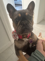 Amelia