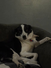 Bernie