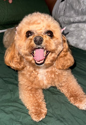 Bella 