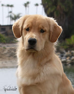 Chase