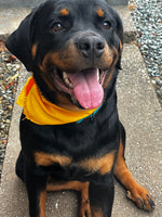 Kona