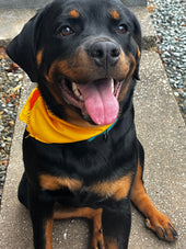 Kona