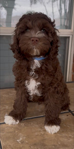 Benny