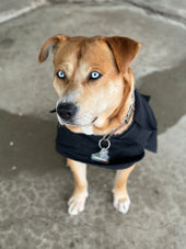 Zeus 