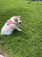 Lily