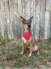 Scout