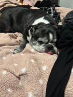 Maximus 