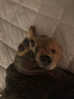 Teddy