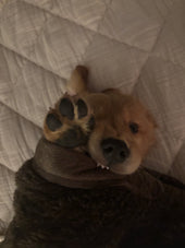 Teddy