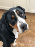 Hazel