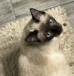 Sapphire Muffin Johnson