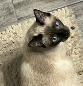 Sapphire Muffin Johnson