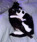 Mr Poopy Pants & Bo Whiskerer
