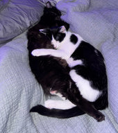 Mr Poopy Pants & Bo Whiskerer
