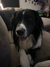 Banjo