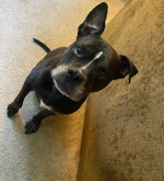 Pepper