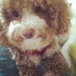 Mason