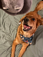 Chewy