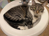 Loki