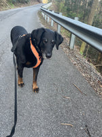 Otto