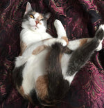 Princess Buttercup