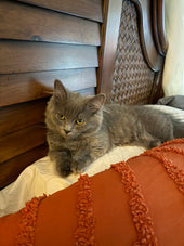 Norman