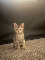 Nala