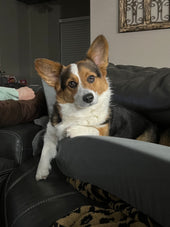 Lola