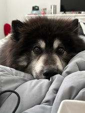 Bubba