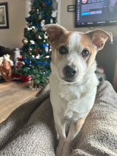 Bella