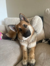 Nala