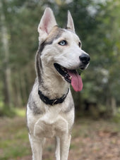 Gemma