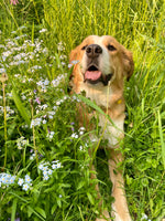 Maggie