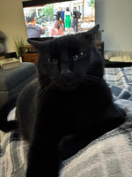 Tabitha