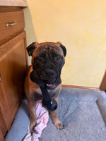 Elphie