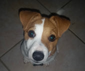Jax