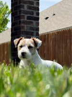 Koda