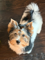Maggie