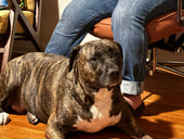 Molly