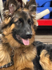 Cooper