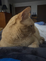 Murphy
