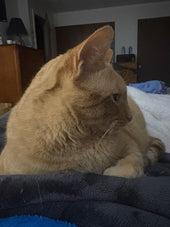 Murphy