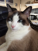Bonita 