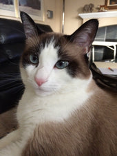 Bonita 