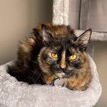 Seraphine