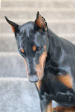 Nyx