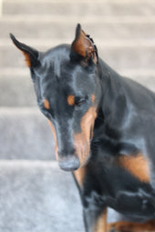 Nyx