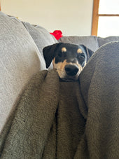 Remi