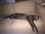 Shadow (savannah cat)
