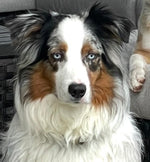 Hondo